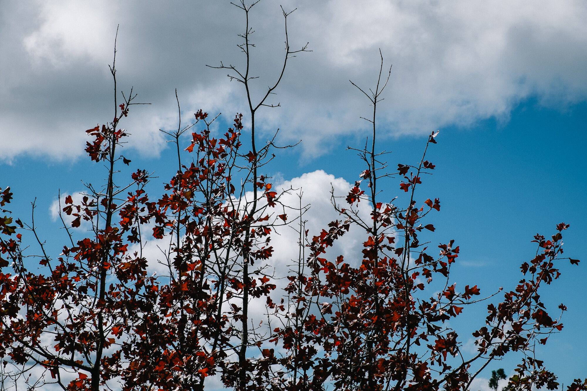 autumn-7.jpg