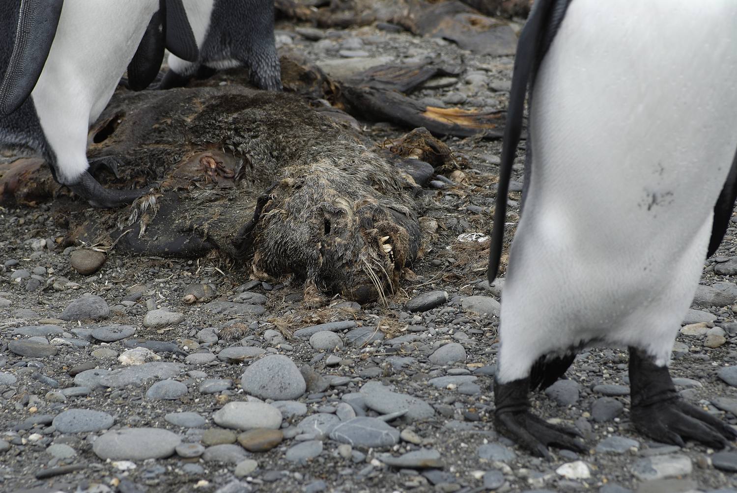 Antarctica_2007_2983a_17_verkleind.jpg