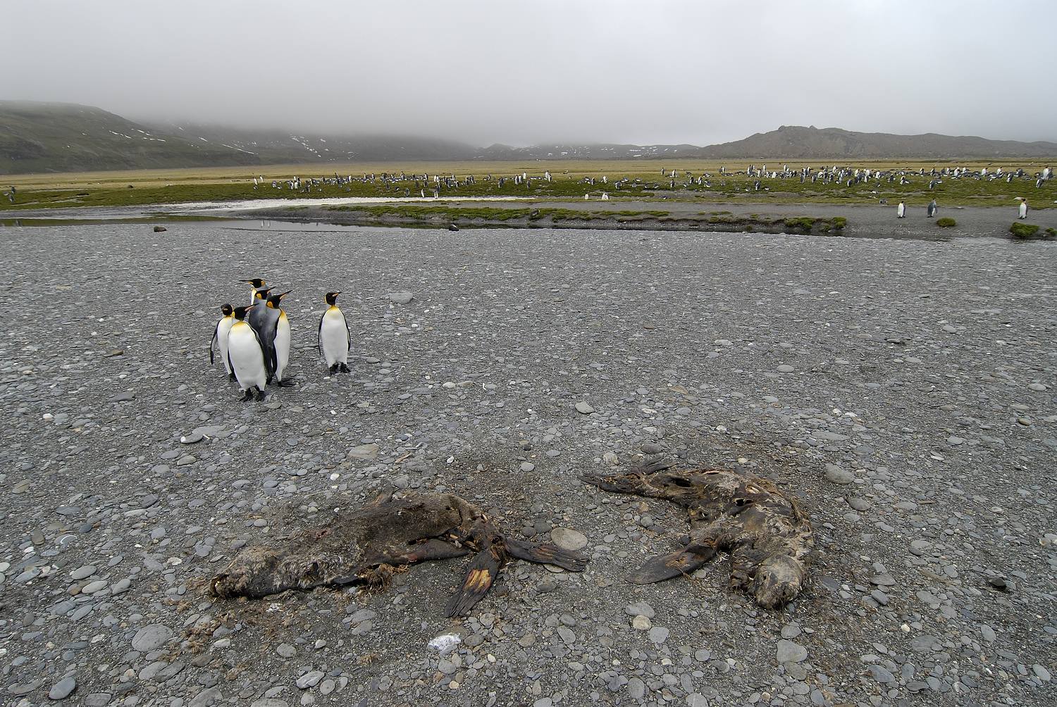 Antarctica_2007_2989a_18_verkleind.jpg