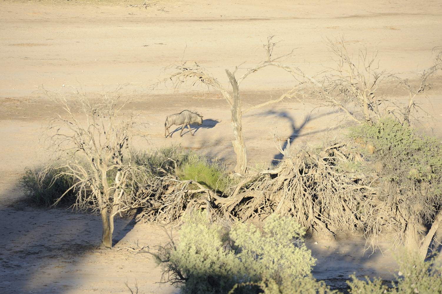 thijsheslenfeld_060_namibia.jpg