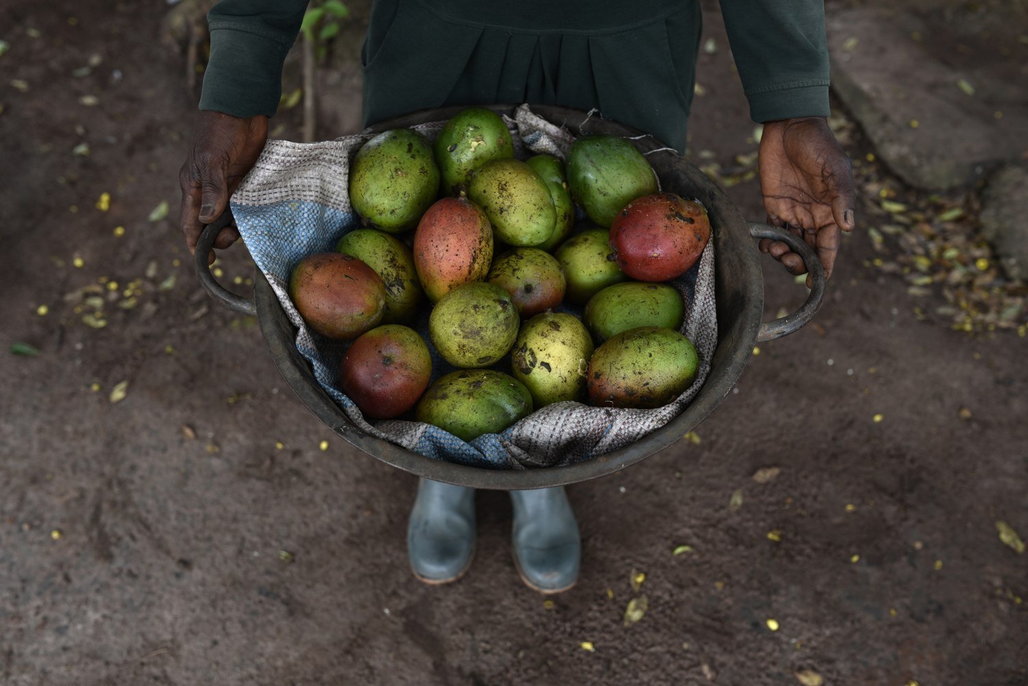 Collecting mango's. Ghana.