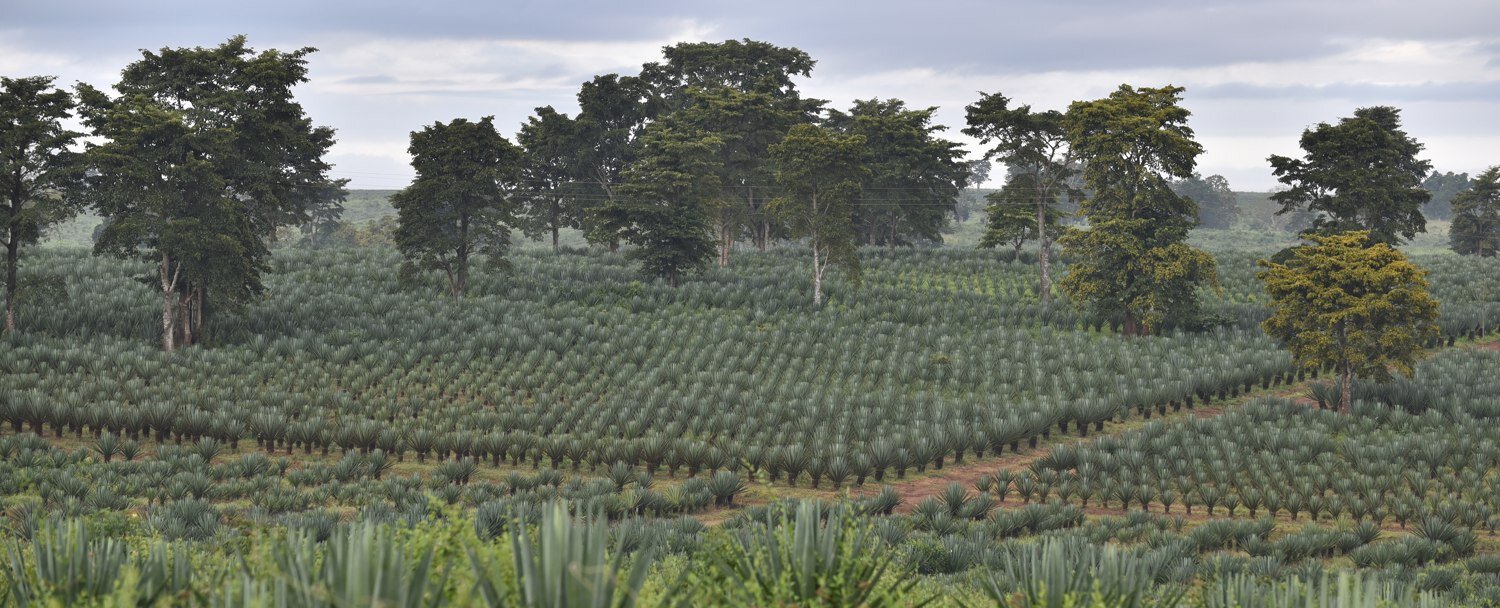 Sisal plantation, Tanzania.