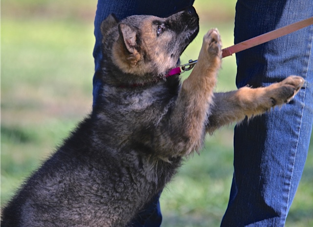 Even a puppy as young as 7 weeks can and should begin training.