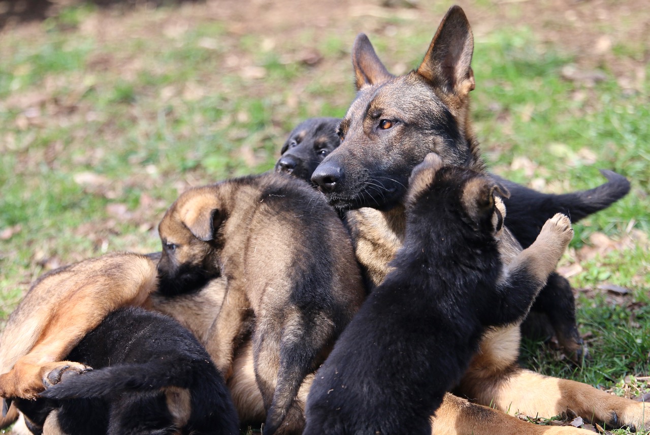 A perfect example of pack behavior. The older dog here is NOT the mother of these pups. She is actually an older cousin playing and socializing with the younger members of her pack.