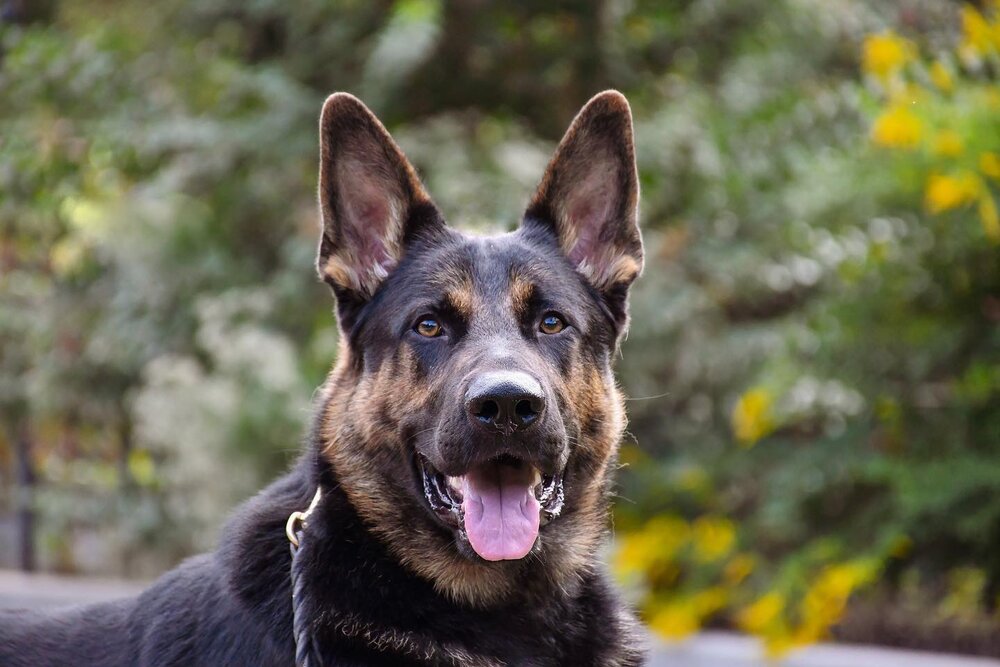 Cedar Valley Canine | Dog Training and German Shepherd Breeding