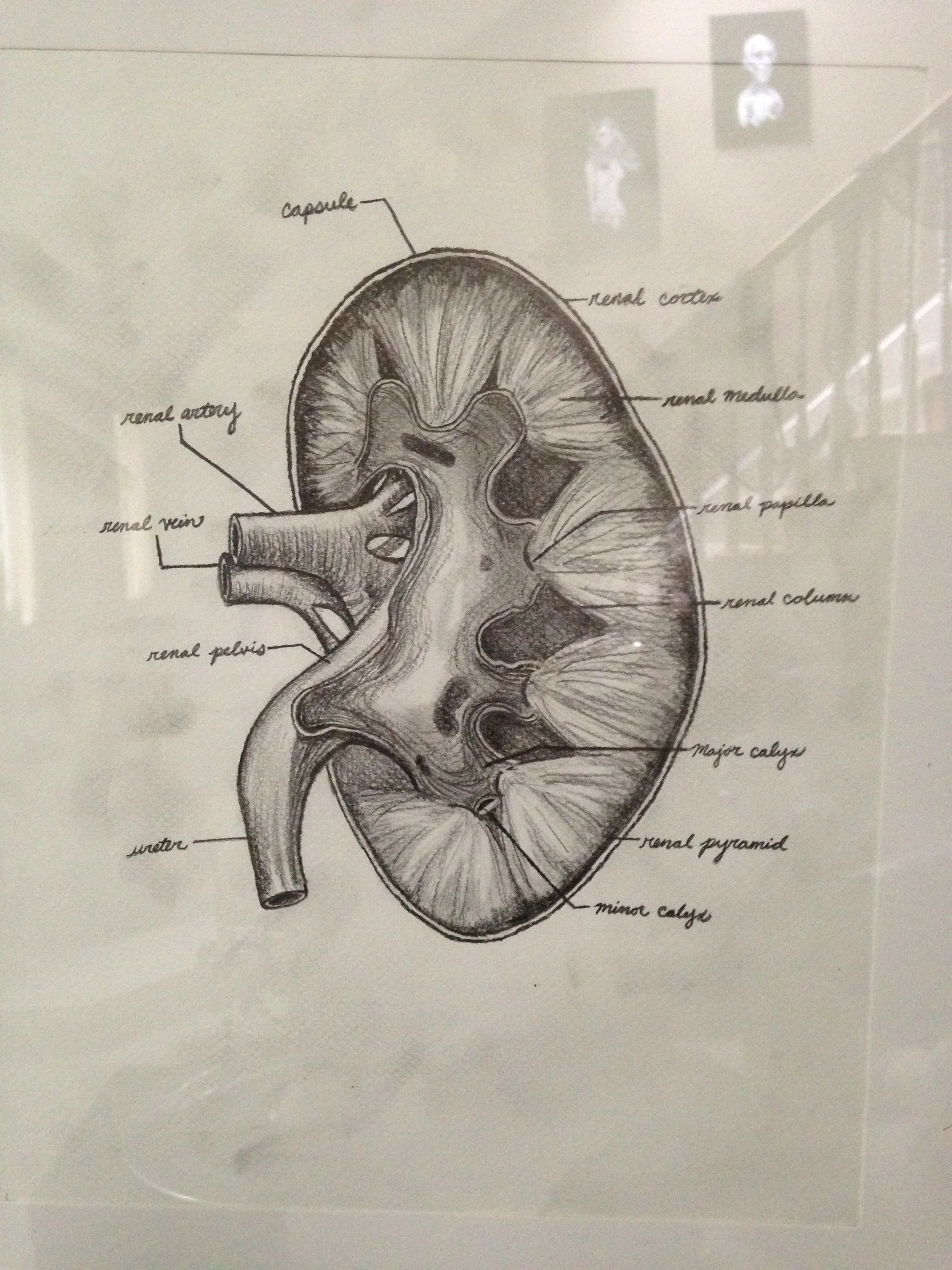 kidney.jpg