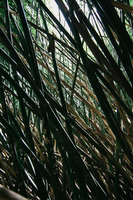 Charleston SC, July 2013-20.jpg