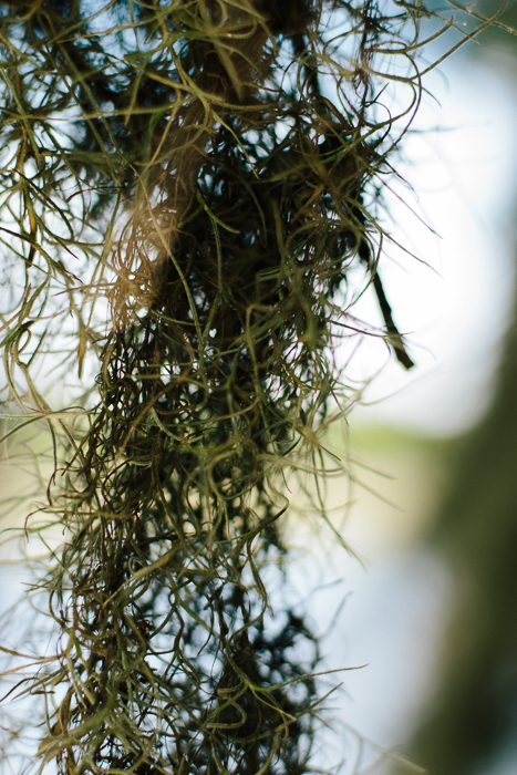 Charleston SC, July 2013-5.jpg