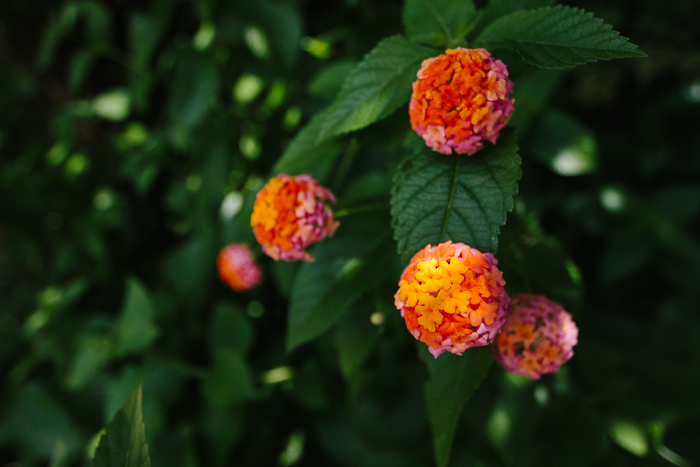 Charleston SC, July 2013-3.jpg
