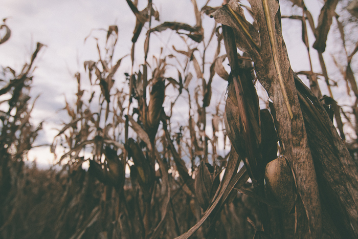 Corn Maze-12.jpg