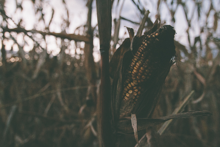 Corn Maze-22.jpg