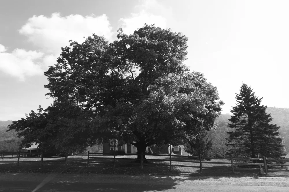 An Old Oak Tree on Catawba Road | Blacksburg, V.A.
