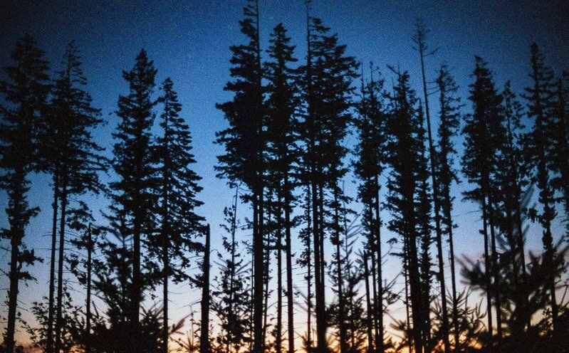 Trees at sunset.

#nature #sunset #trees #blue #film #analog #filmphotography #analogphotography