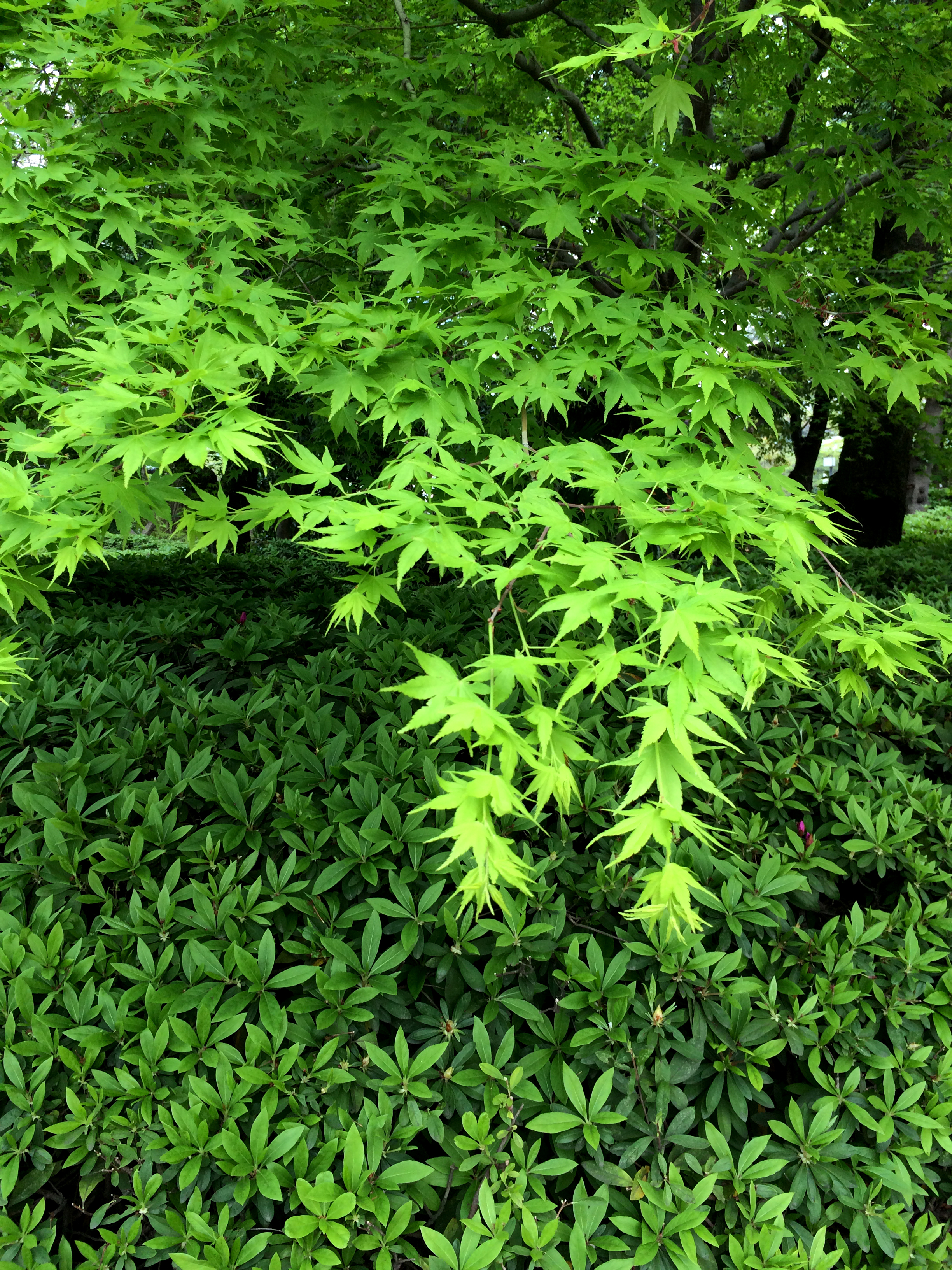 Garden at Zojohji in Tokyo