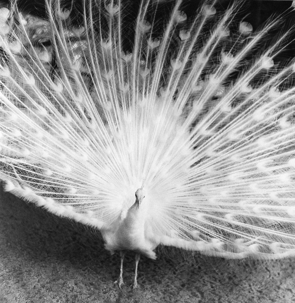 Asako Narahashi, Untitled, from Nu-e (Peacock)