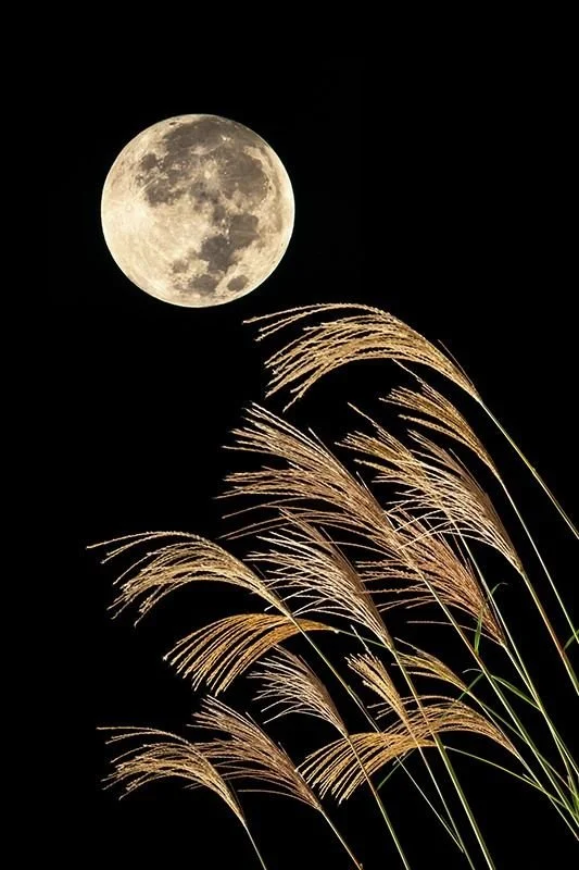 Tsukimi: Japan’s Timeless Moon-Viewing Tradition