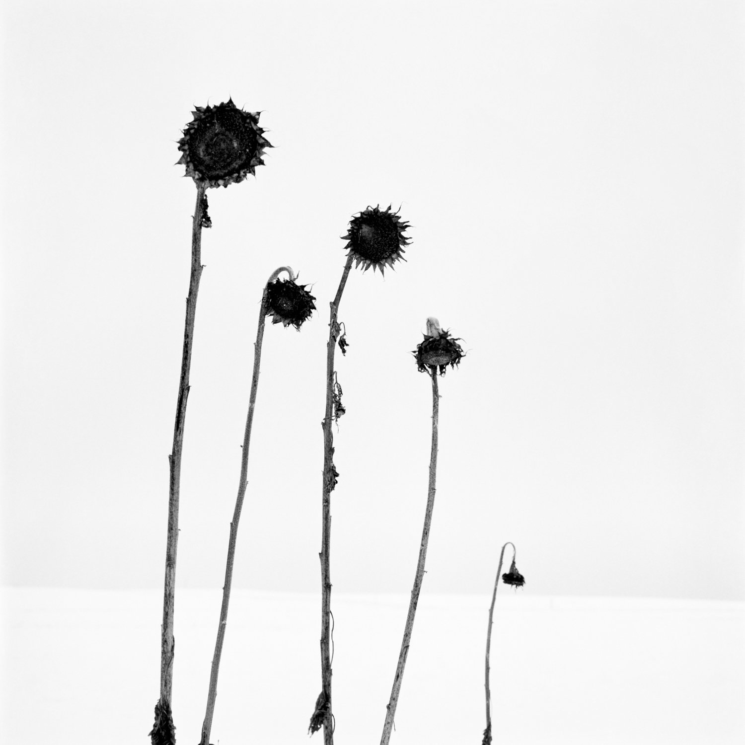 5 gefrorene Sonnenblumen-3.jpg