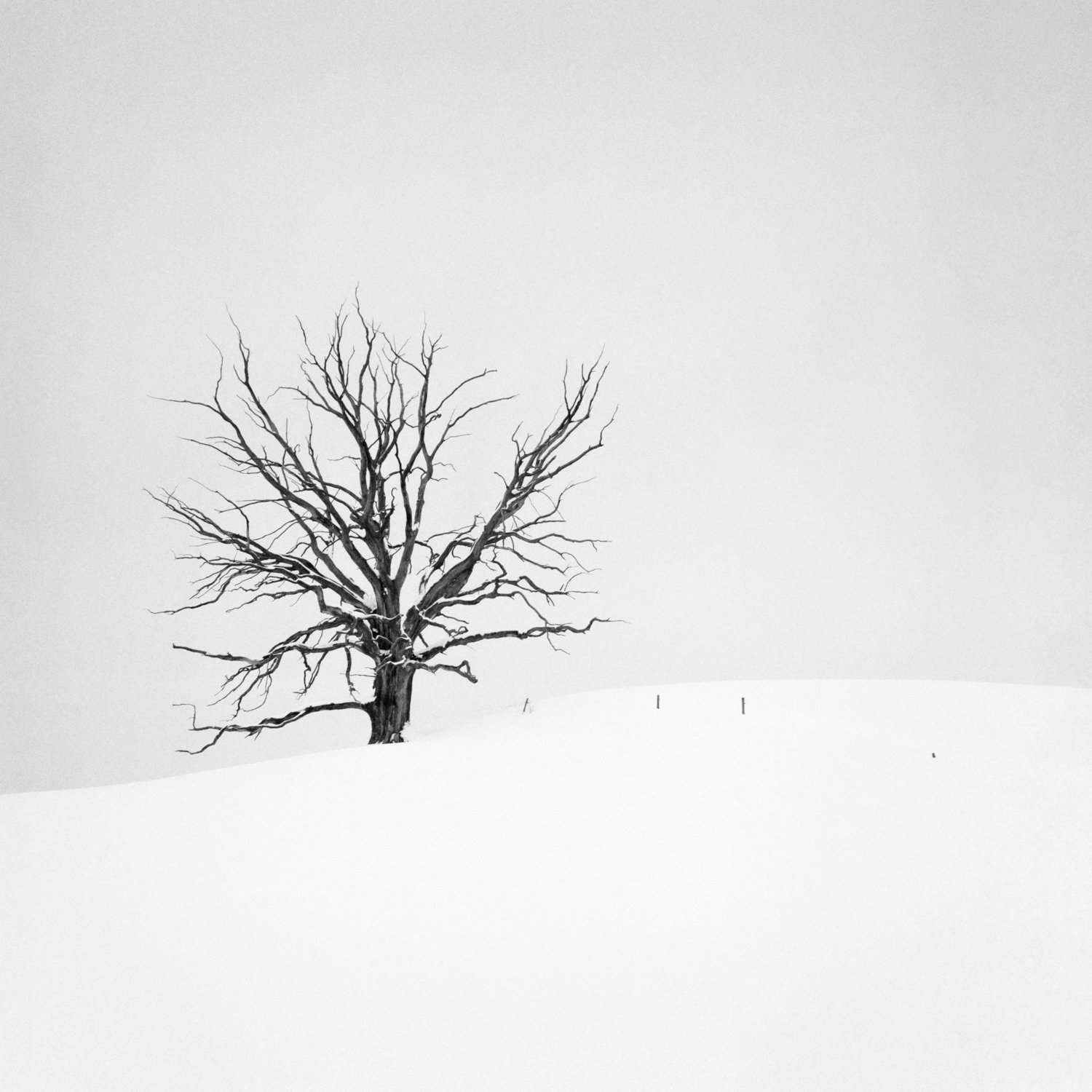 Portrait eines toten Baumes, Studie 11.jpg