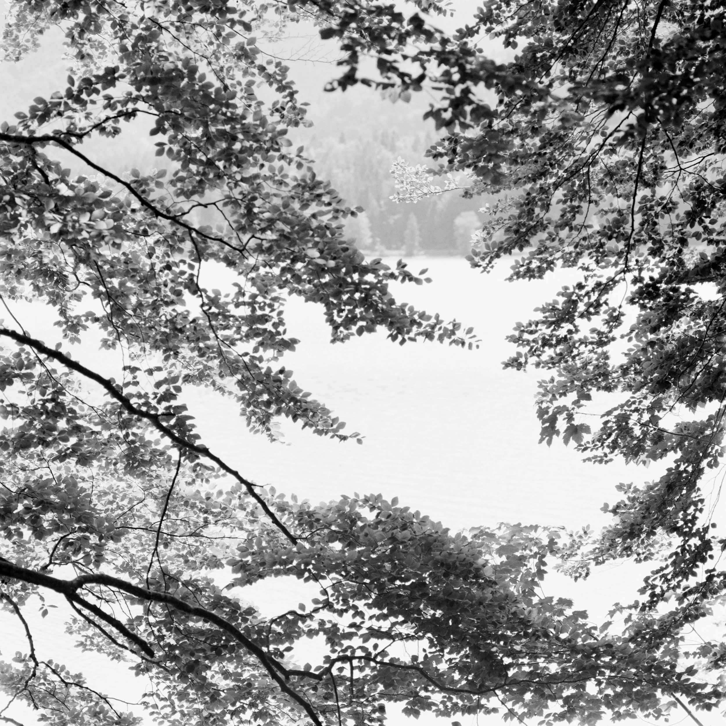 Buchen am See #3.jpg