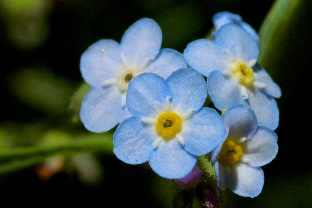 Photo by Gregory Crespo I feel grateful for these tiny flowers sparkling in the sun. :-)