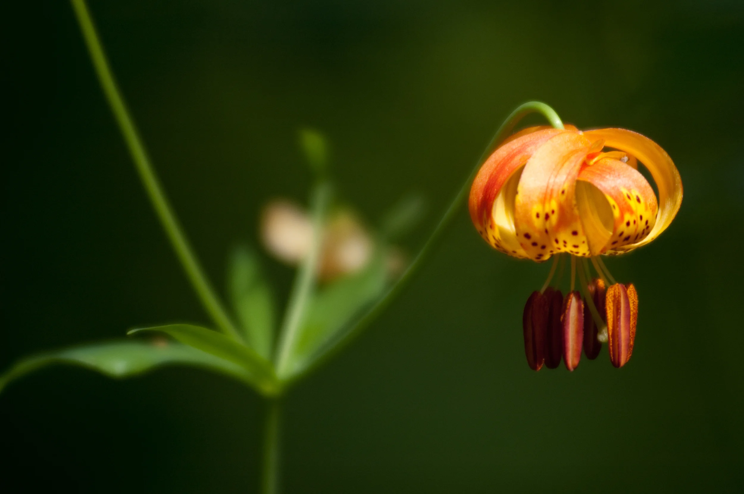 FLower Color Landscape.jpg