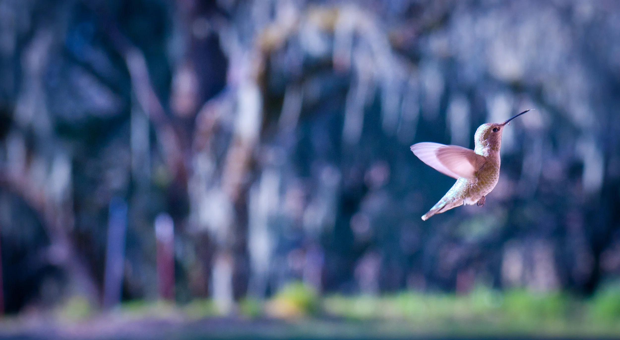 Humming Bird (1 of 1)-2.jpg