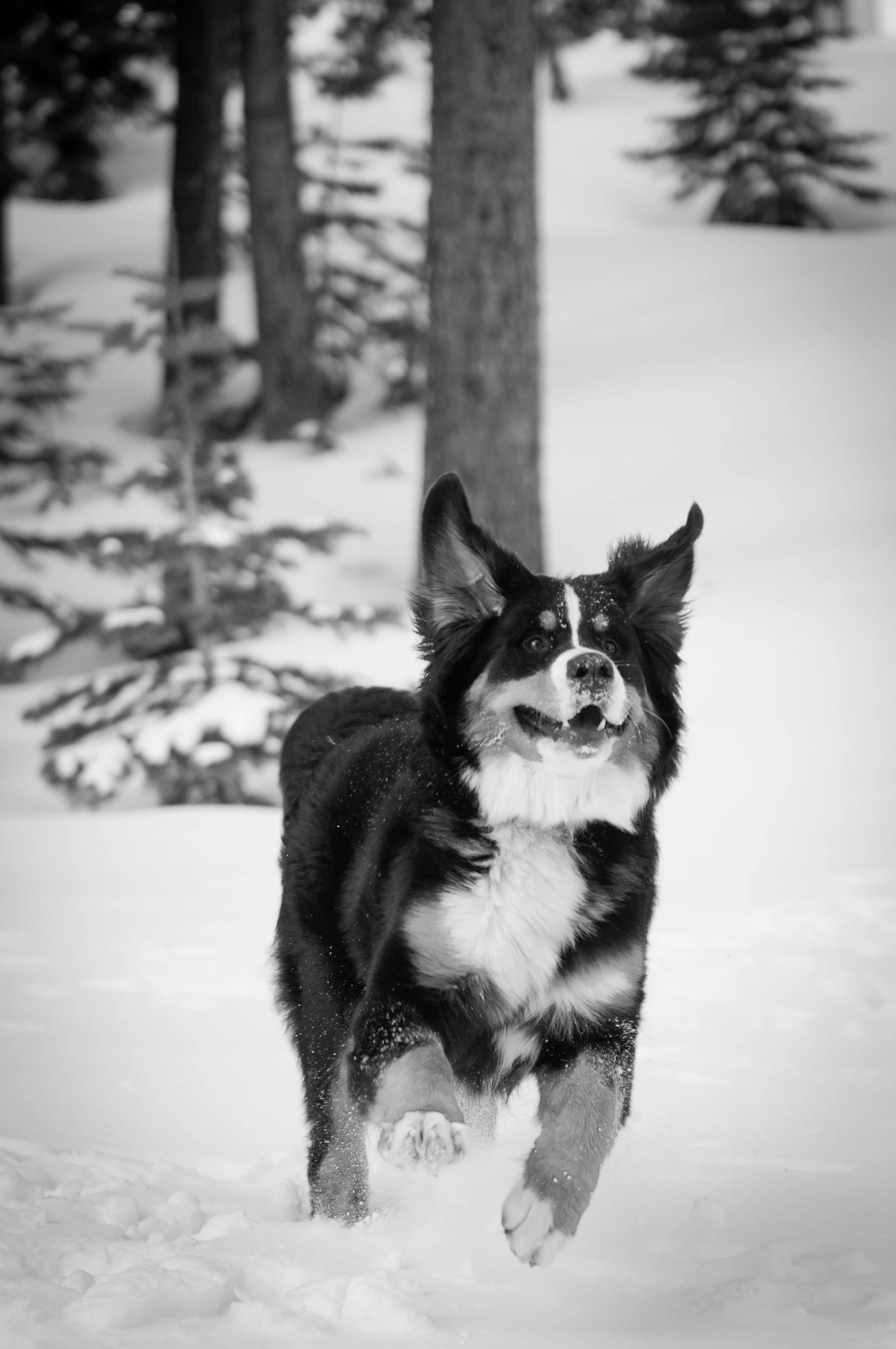 Cowlin-April 08, 2011-DSC_1925.jpg