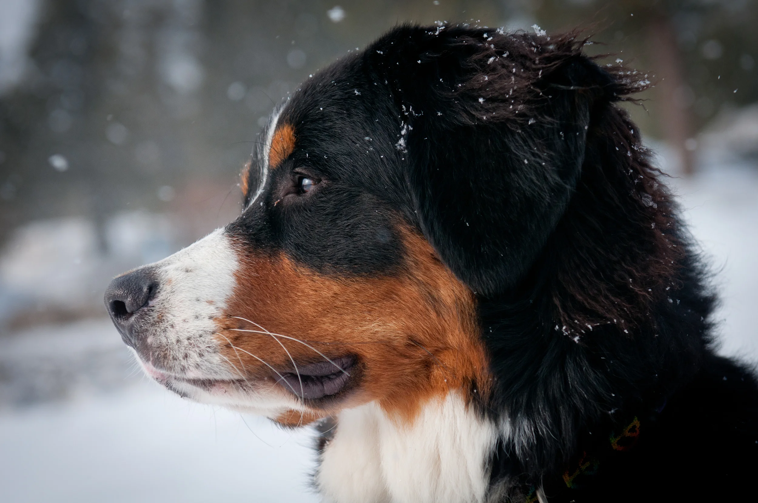 Cowlin-April 08, 2011-DSC_2225.jpg