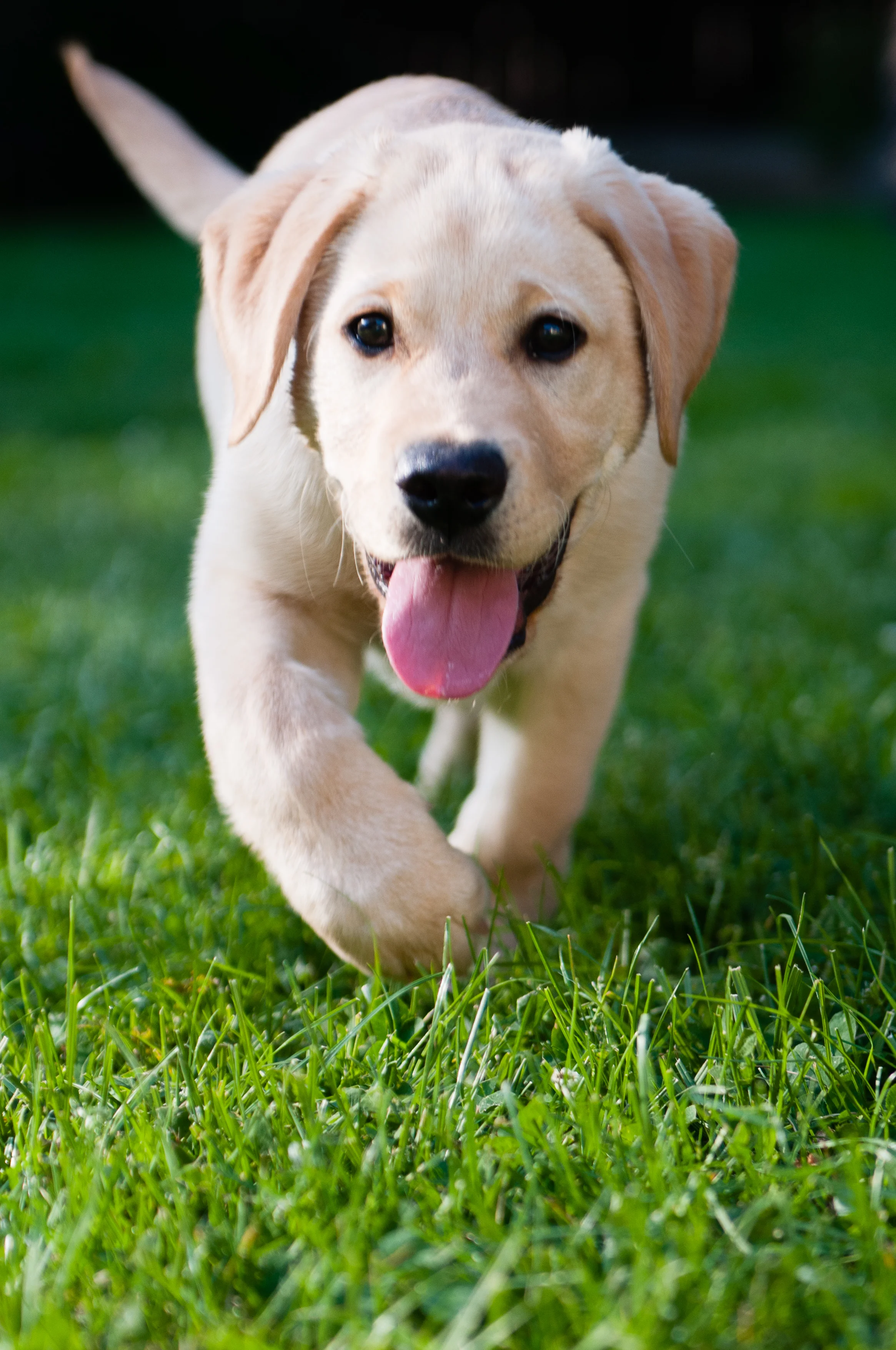 Cowlin-May 03, 2012-DSC_4316.jpg