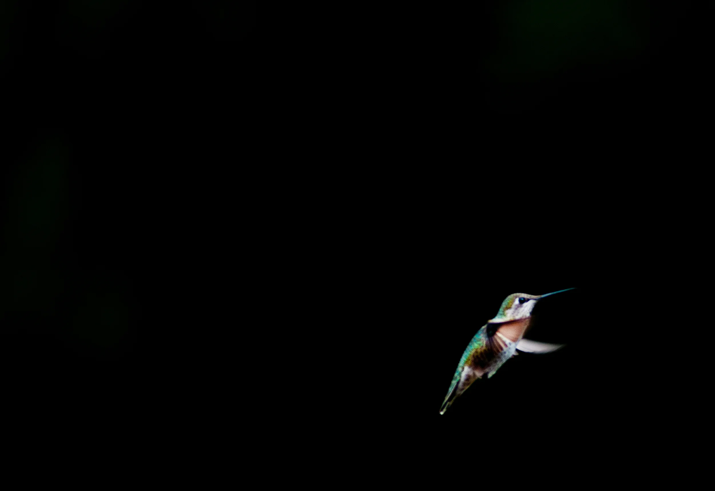 Black Humming BIrd Landscape Color.jpg