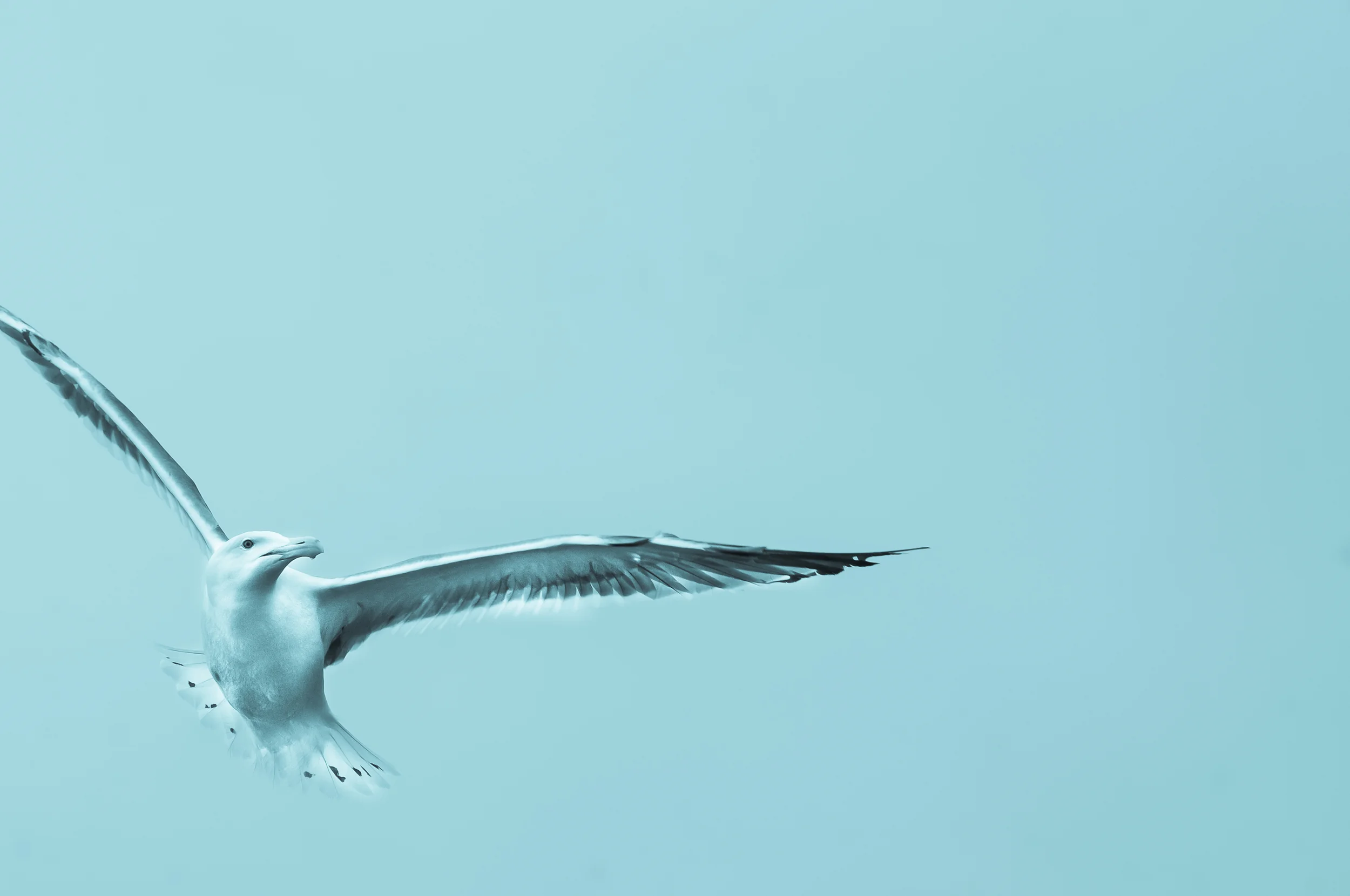 Sea Gull Color Landscape.jpg