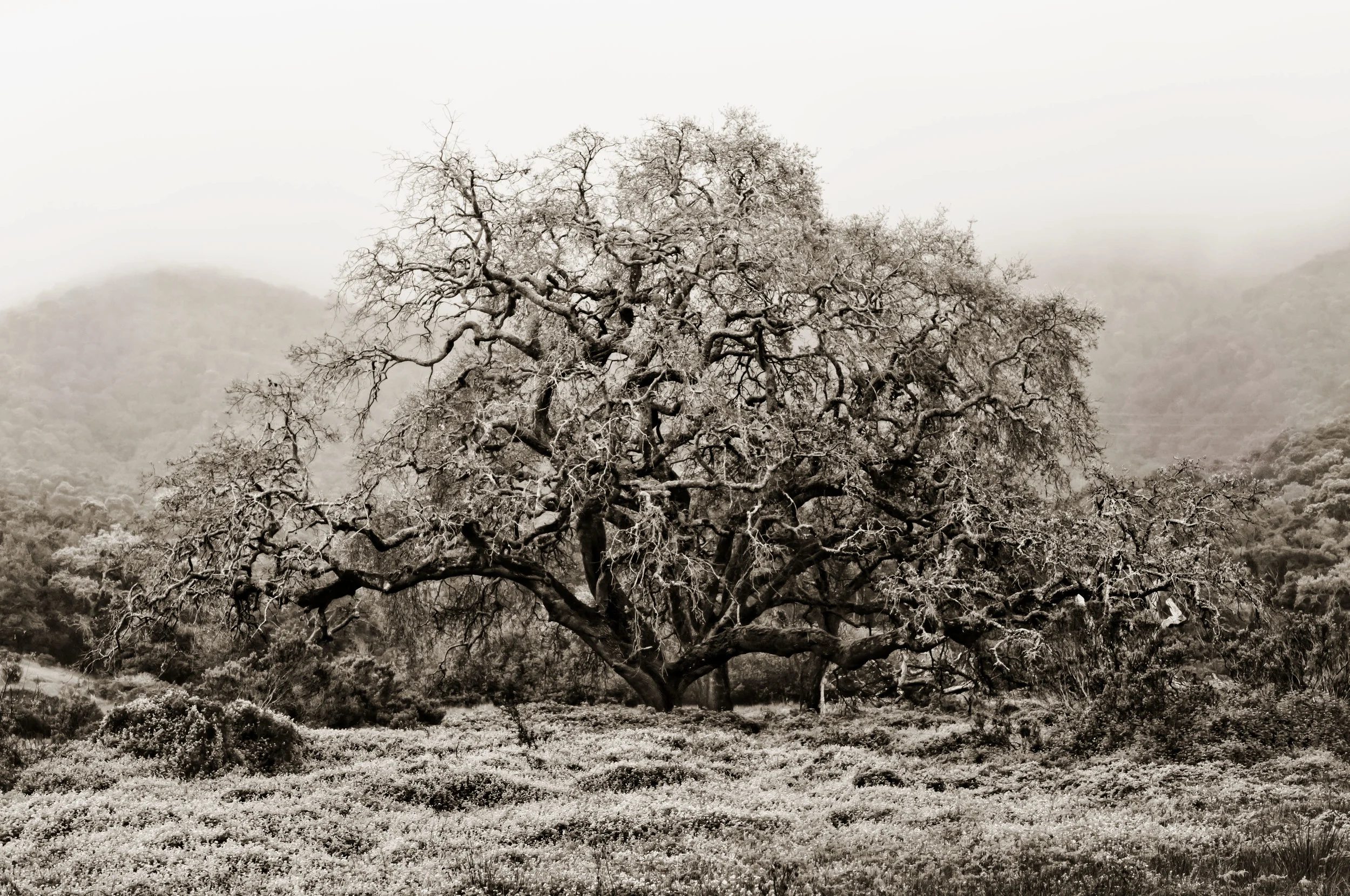 Old Oak B&W Landscape.jpg