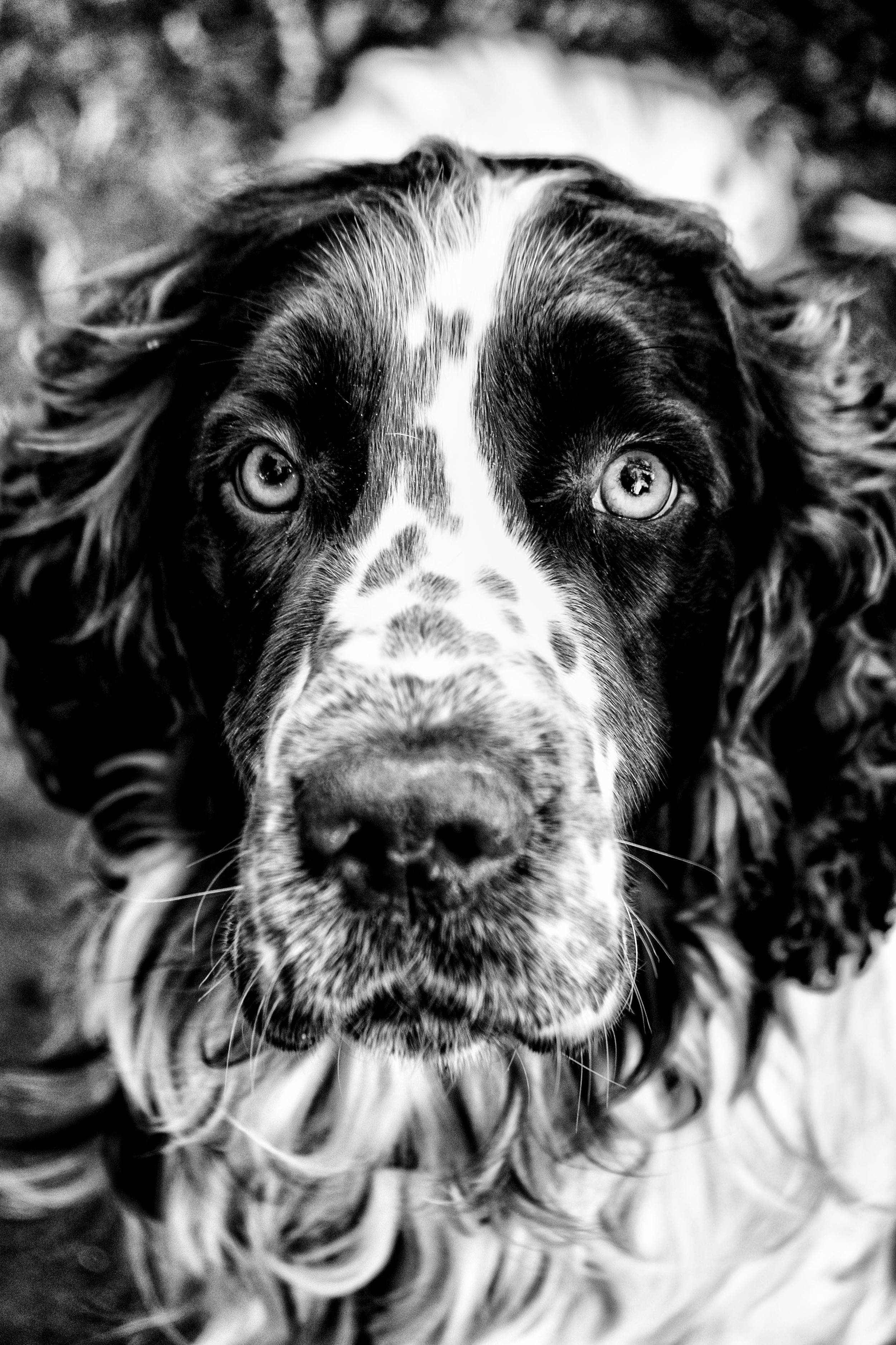 Merlin B&W (8 of 1).jpg