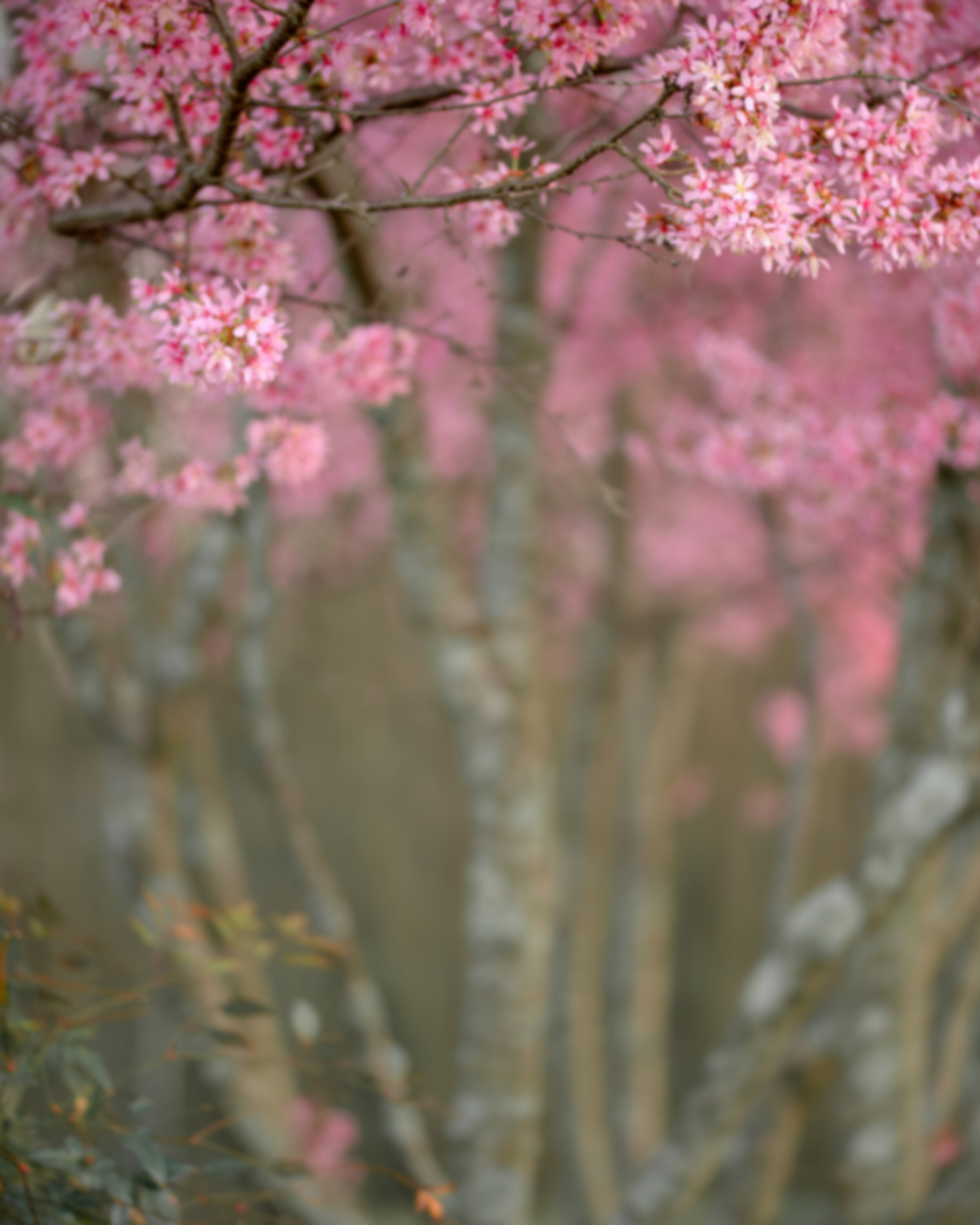4 PinkBlossoms.jpg