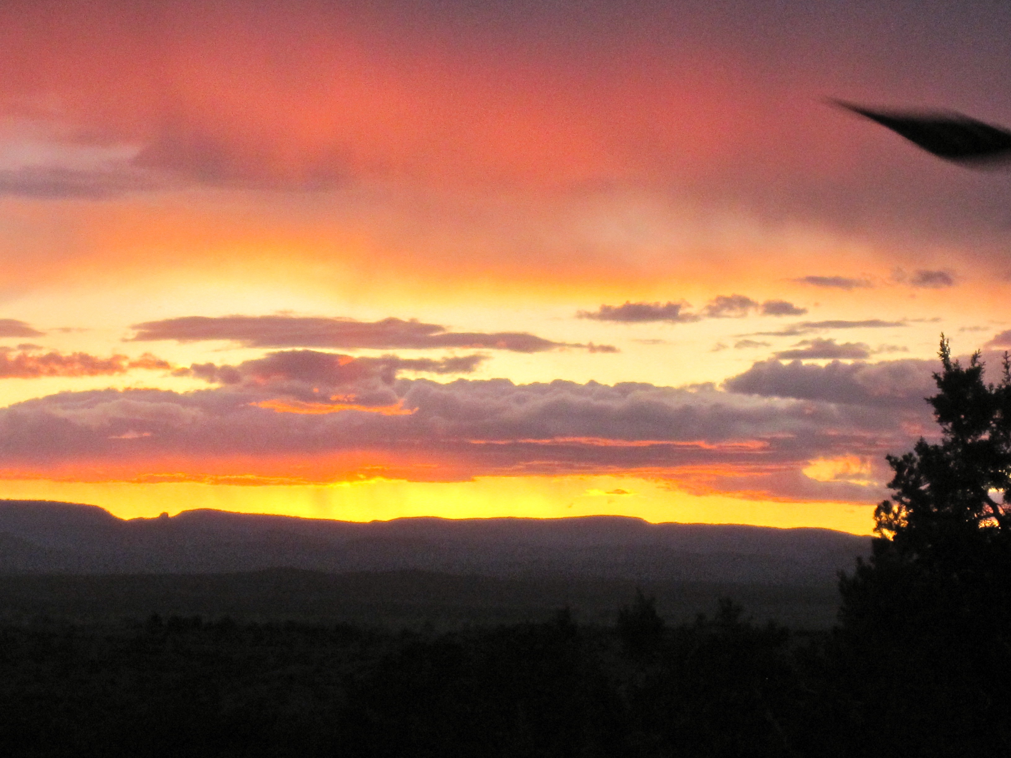 The show season here in Arizona is on!
