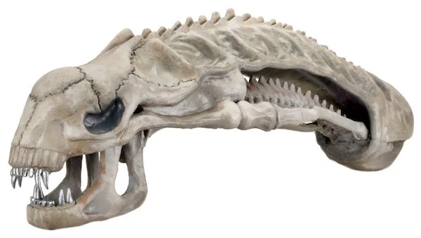 skull 3.jpg