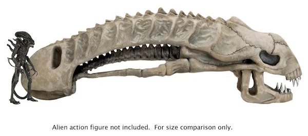 skull 7.jpg