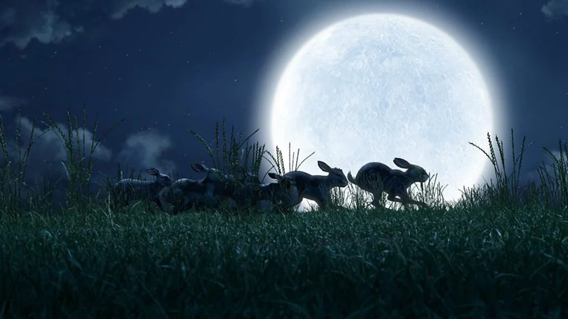 Rabbits-in-the-moonlight-in-Watership-Down.jpg