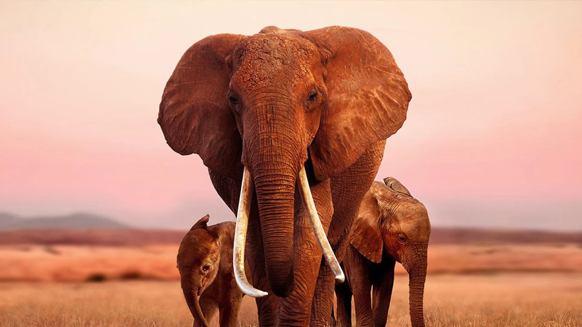 Unbelievably Beautiful Trailer For The Elephant Queen Documentary Images, Photos, Reviews