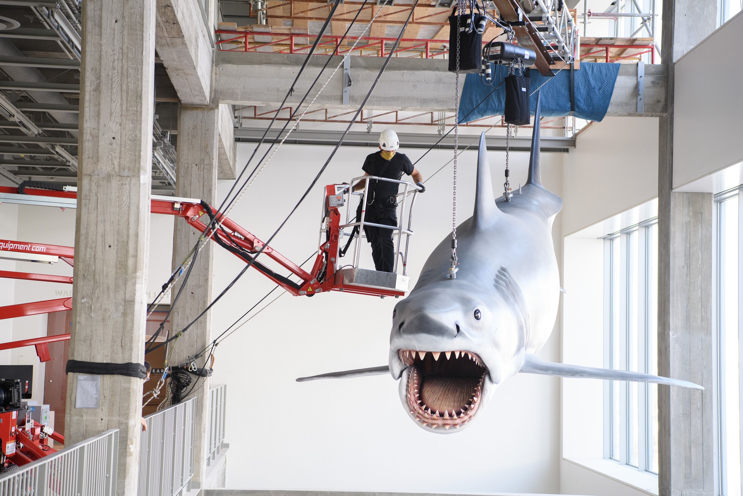 Watch JAWS' Bruce the Shark Installed at the Academy Museum of