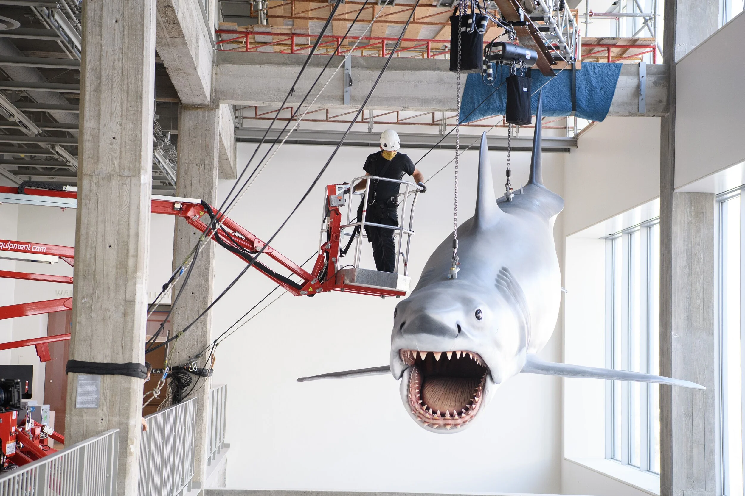 Watch JAWS' Bruce the Shark Installed at the Academy Museum of Motion