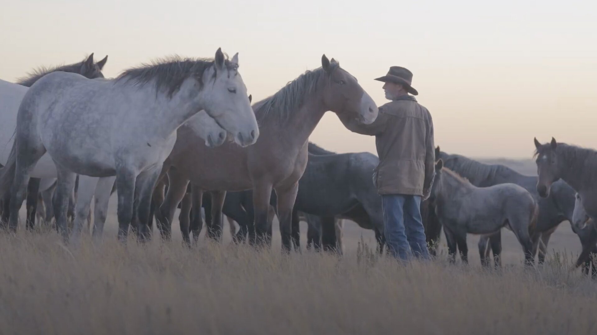 trailer-for-vanishing-knowledge-a-film-about-a-war-veteran-on-mission-to-save-nokota-horses.jpg