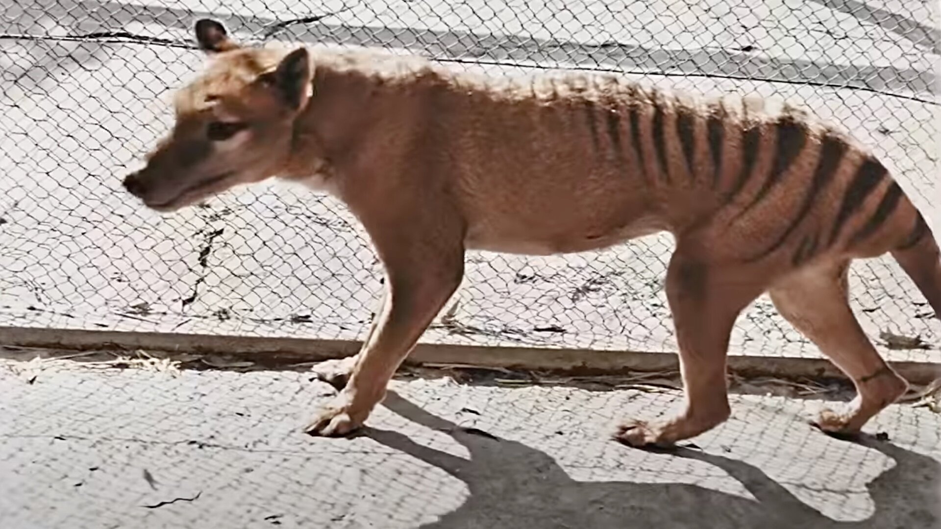 Watch Colorized 88-Year-Old Footage of an Extinct Tasmanian Tiger —  GeekTyrant