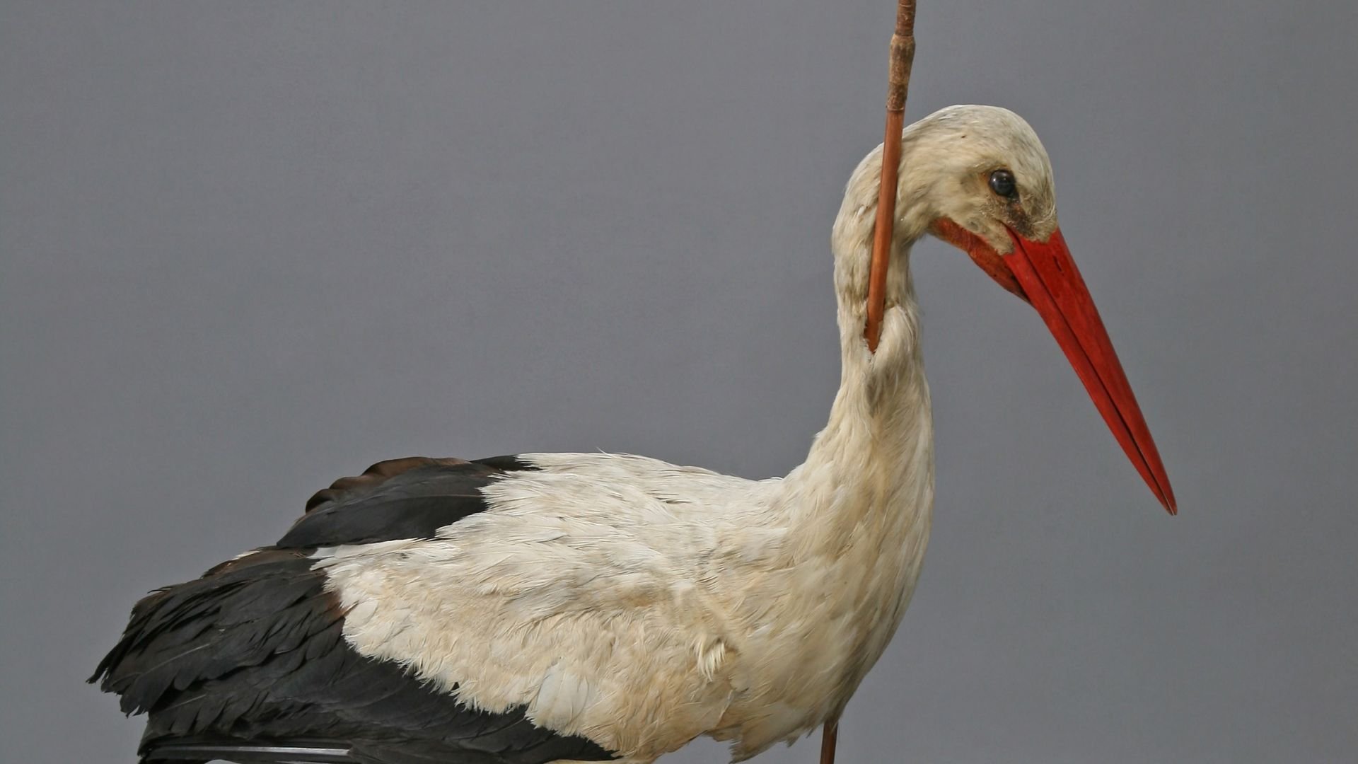 Save a fishing village from a ghost bird in THE BLIGHT OF BRINEBOROUGH for D&D Save a fishing village from a ghost bird in THE BLIGHT OF BRINEBOROUGH for D&D