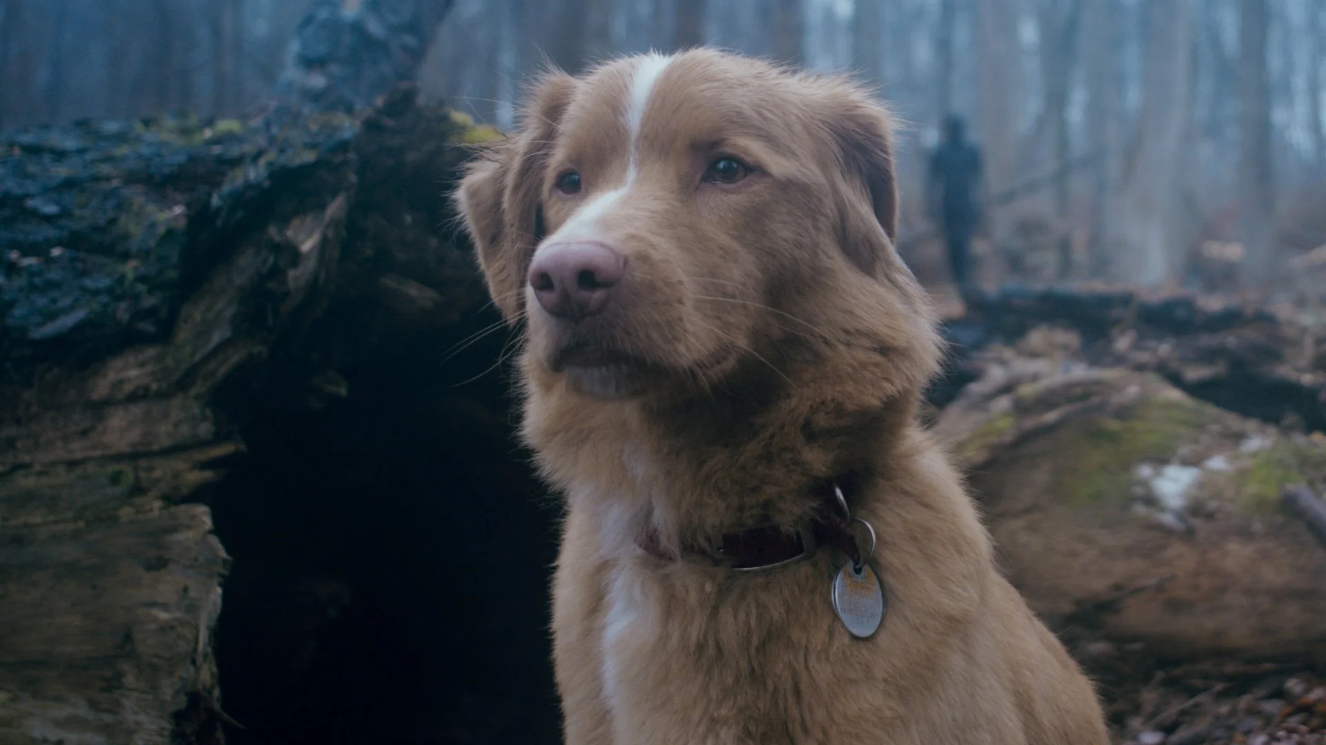 Because the director of the film Horror Good Boy wants the fans to know the destiny of the dog before watching