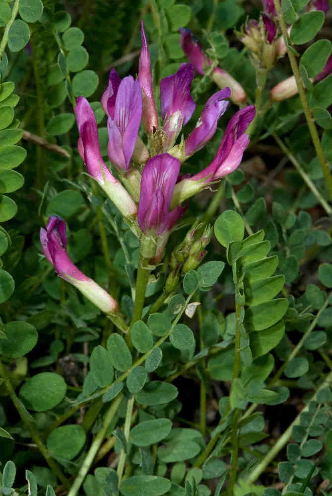 Astragalus
