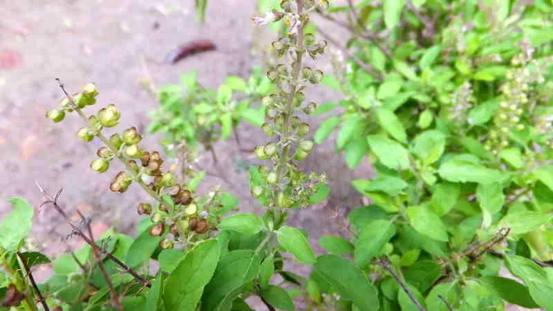 Holy Basil