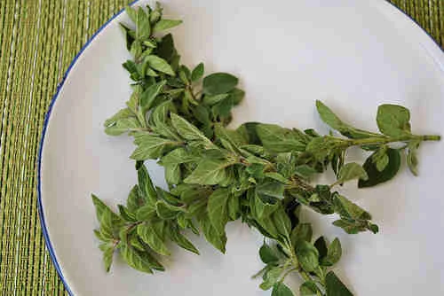 Oregano
