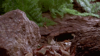 growing-mushrooms-timelapse-2.gif