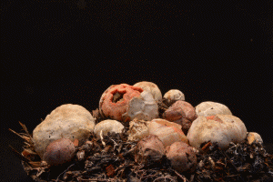 growing-mushrooms-timelapse-7.gif